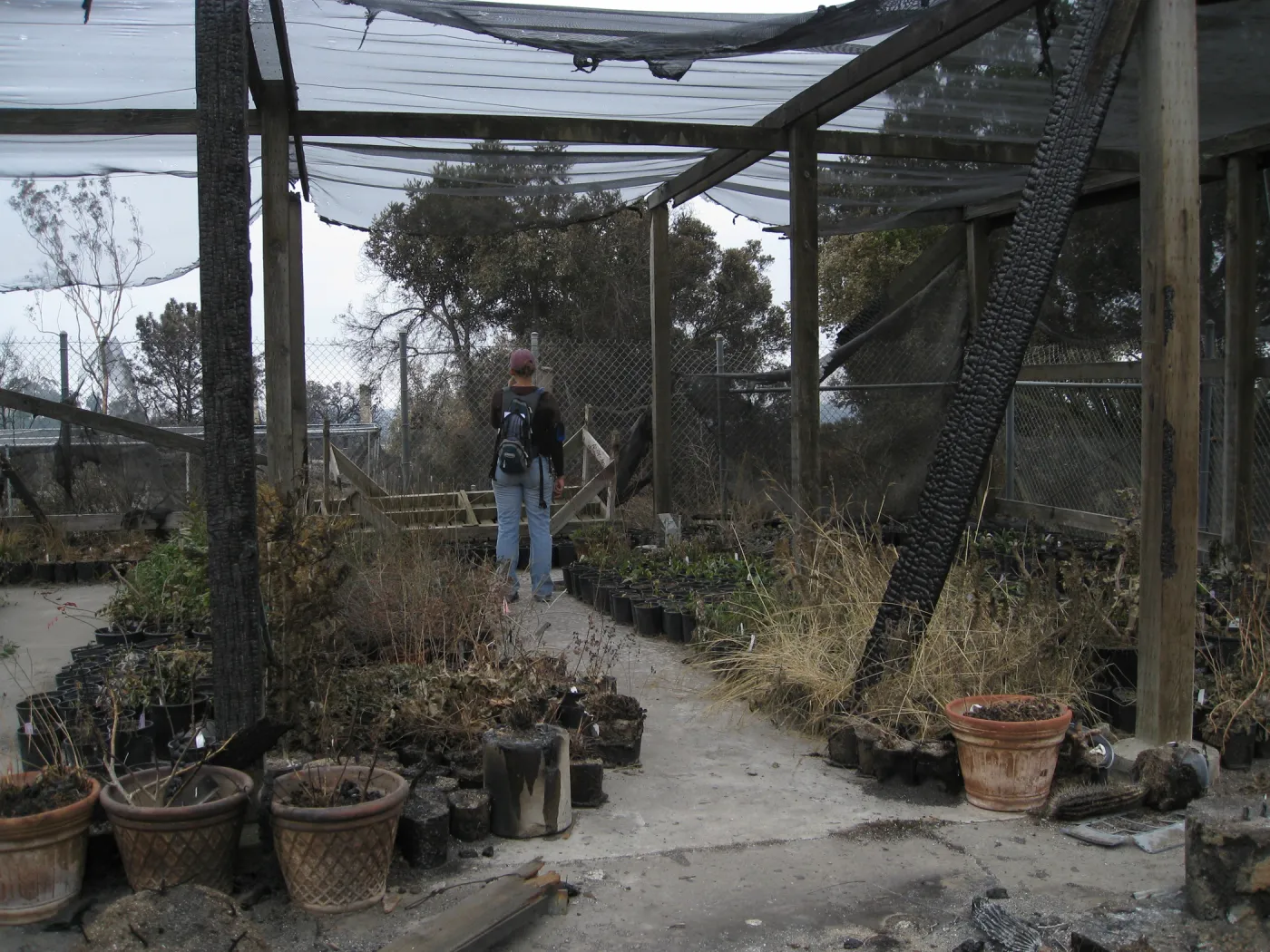 Santa Barbara Botanic Garden after the Jesusita Fire