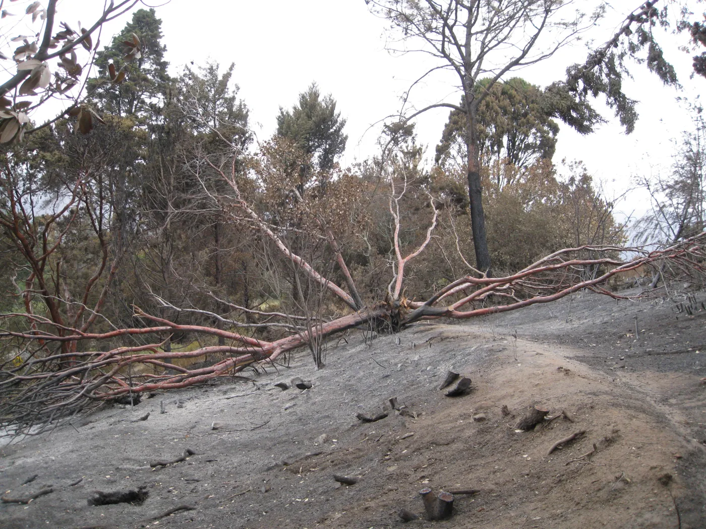 Tecate cypress in Cypress Section felled by the Jesusita Fire