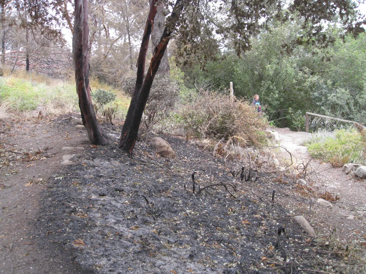 Porter Trail looking south to Cypress Section after the Jesusita Fire