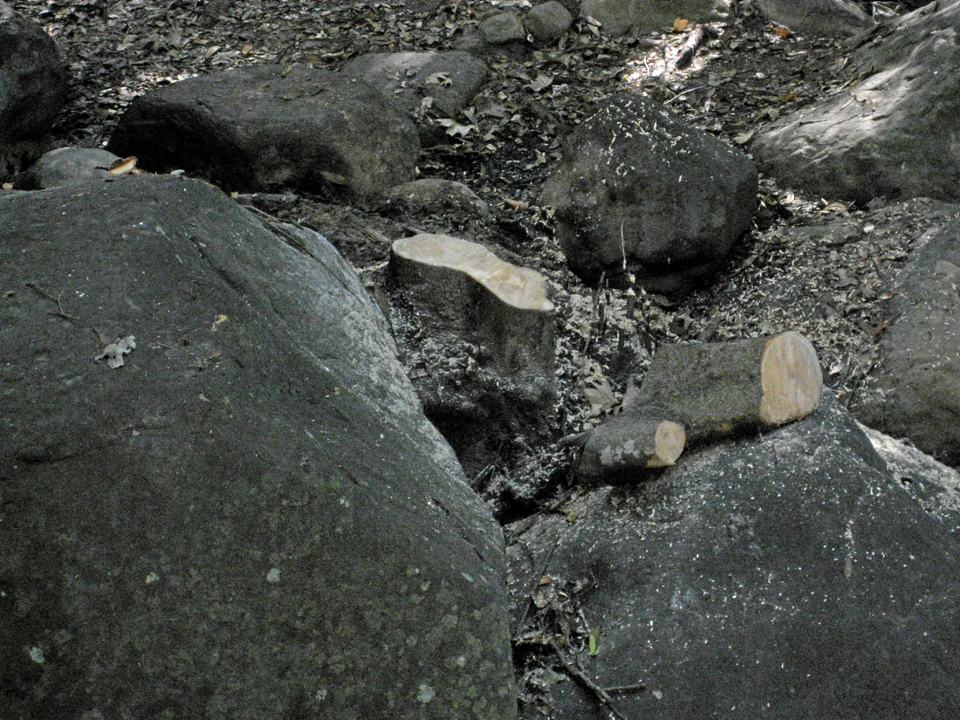 Brush clearing along Mission Creek after the Jesusita Fire