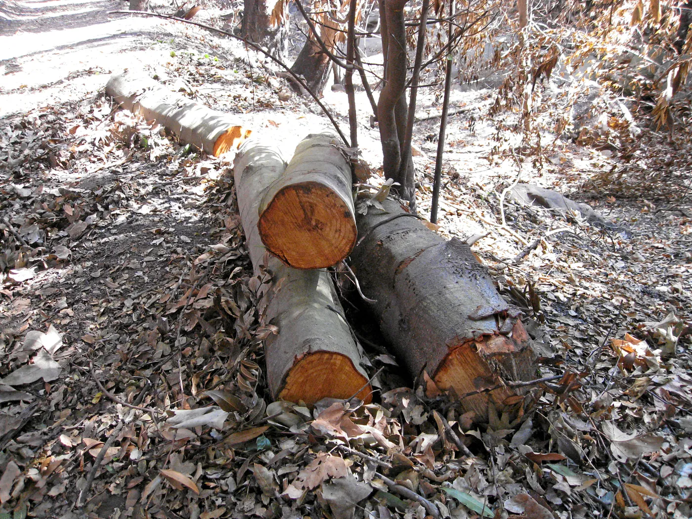 Brush clearing along Mission Creek after the Jesusita Fire