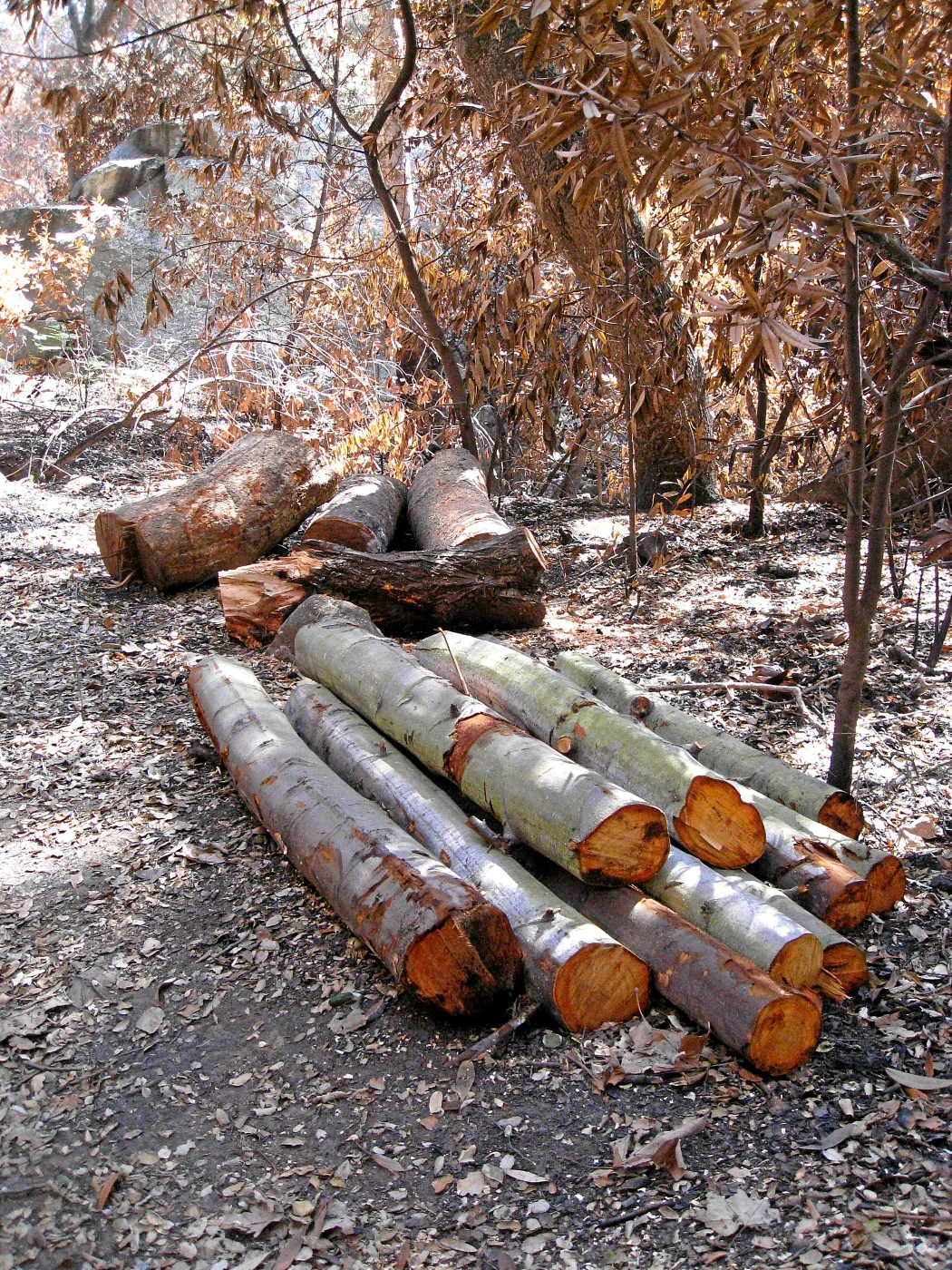 Cut logs from clearing along Mission Creek after the Jesusita Fire
