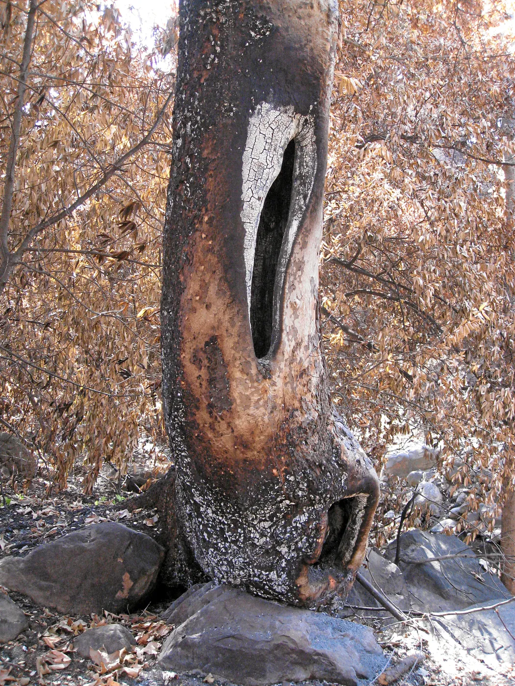 Burned sycamore trunk along Mission Creek after the Jesusita Fire