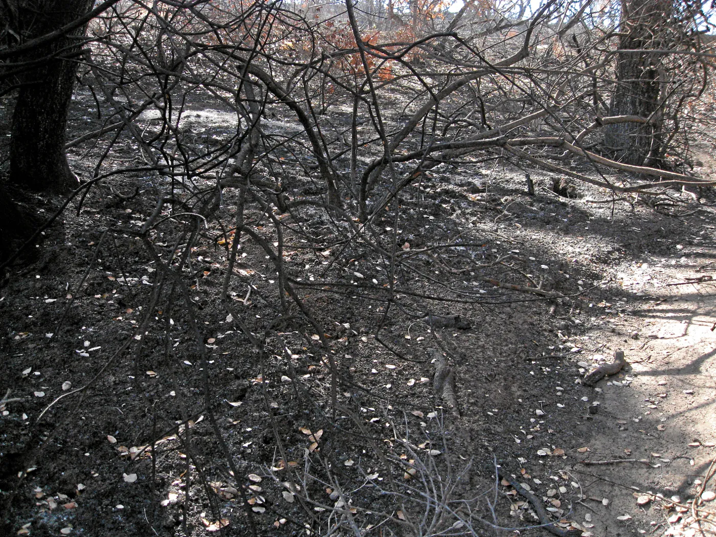 Burned vegetation along the Woodland Trail after the Jesusita Fire, June 2009