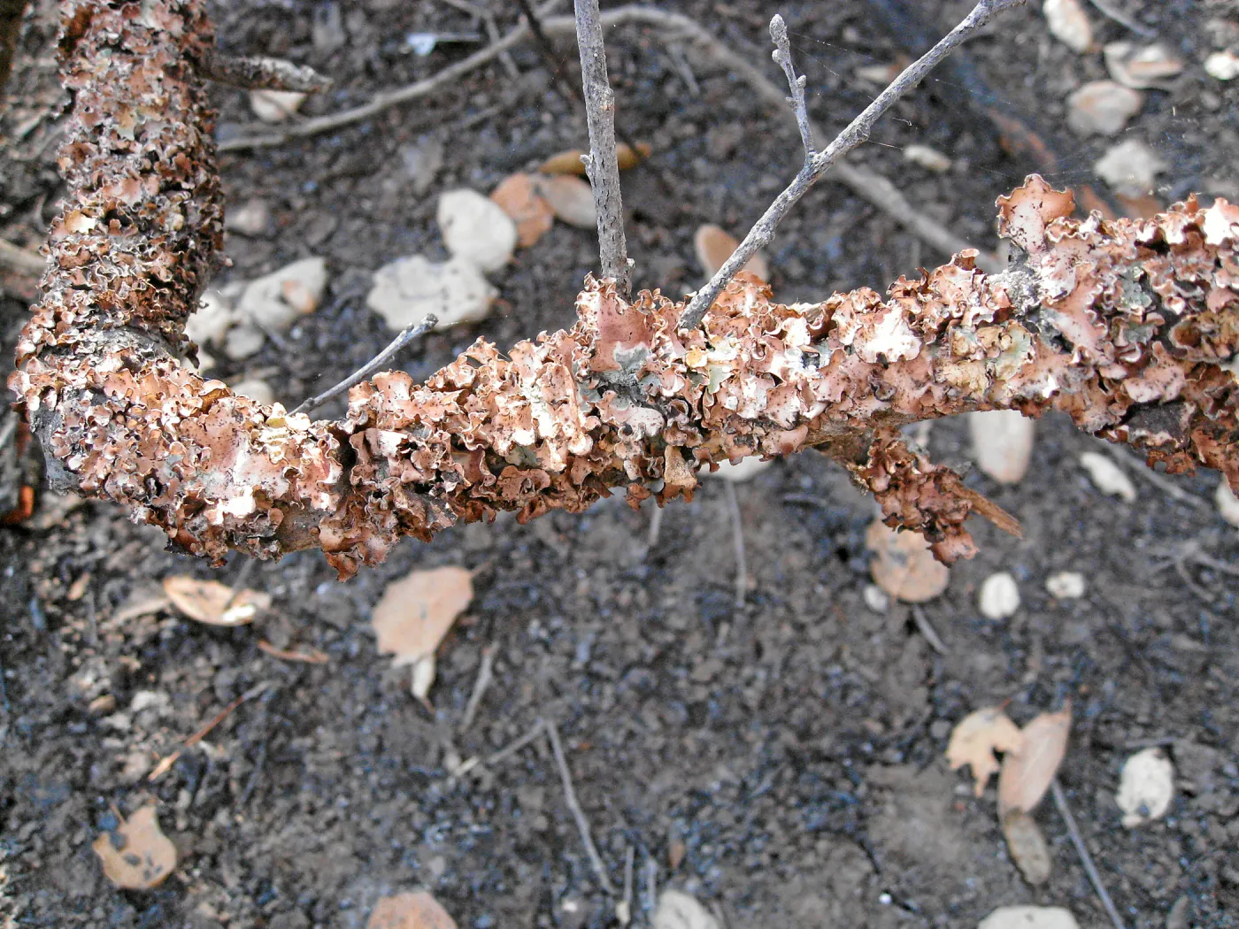Heat damaged lichens on branch after the Jesusita Fire, June 2009