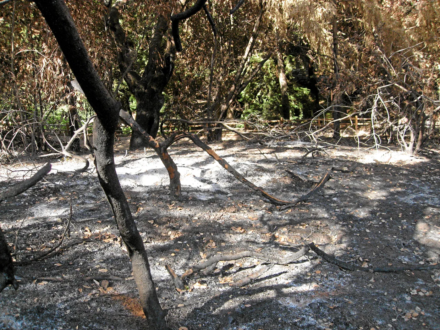 Burned vegetation along the Woodland Trail after the Jesusita Fire