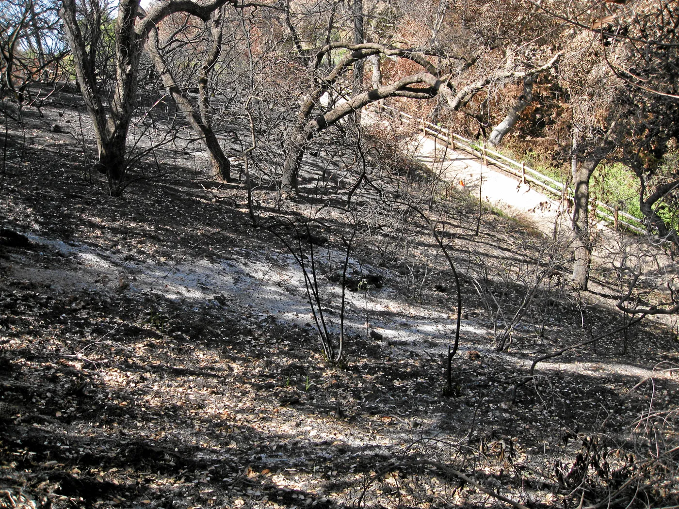 Burned vegetation along the Woodland Trail after the Jesusita Fire