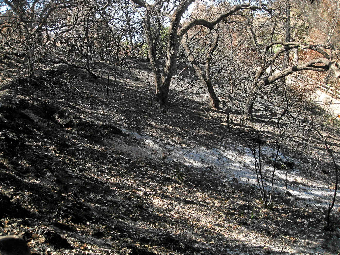 Burned vegetation along the Woodland Trail after the Jesusita Fire