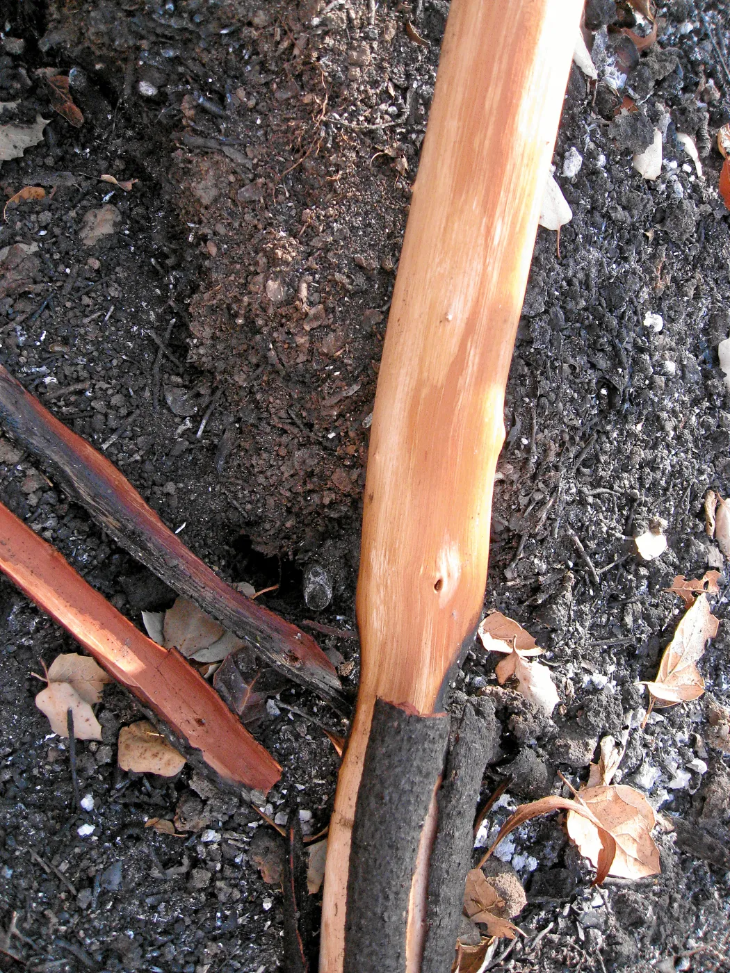 Burned vegetation along the Woodland Trail after the Jesusita Fire