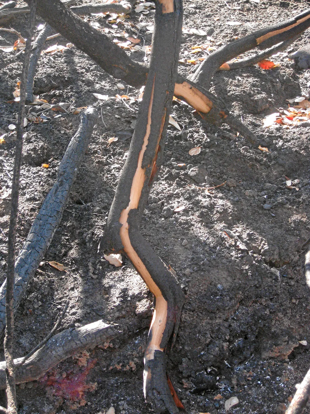 Burned vegetation along the Woodland Trail after the Jesusita Fire
