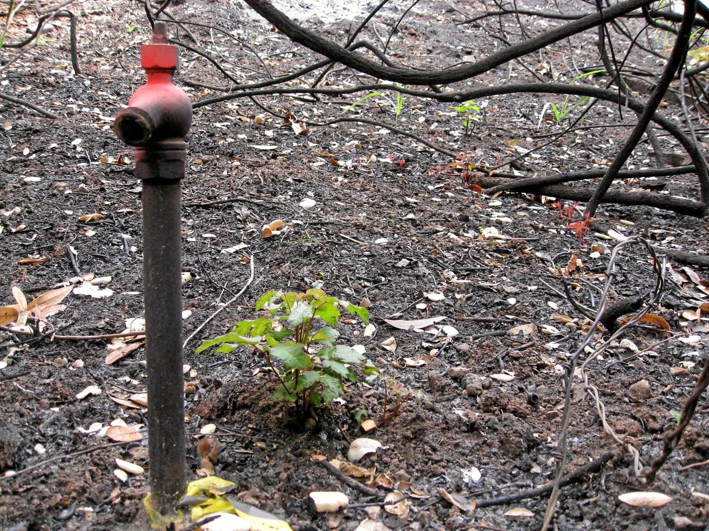 Damaged water faucet and resprouting poison oak along Woodland trail