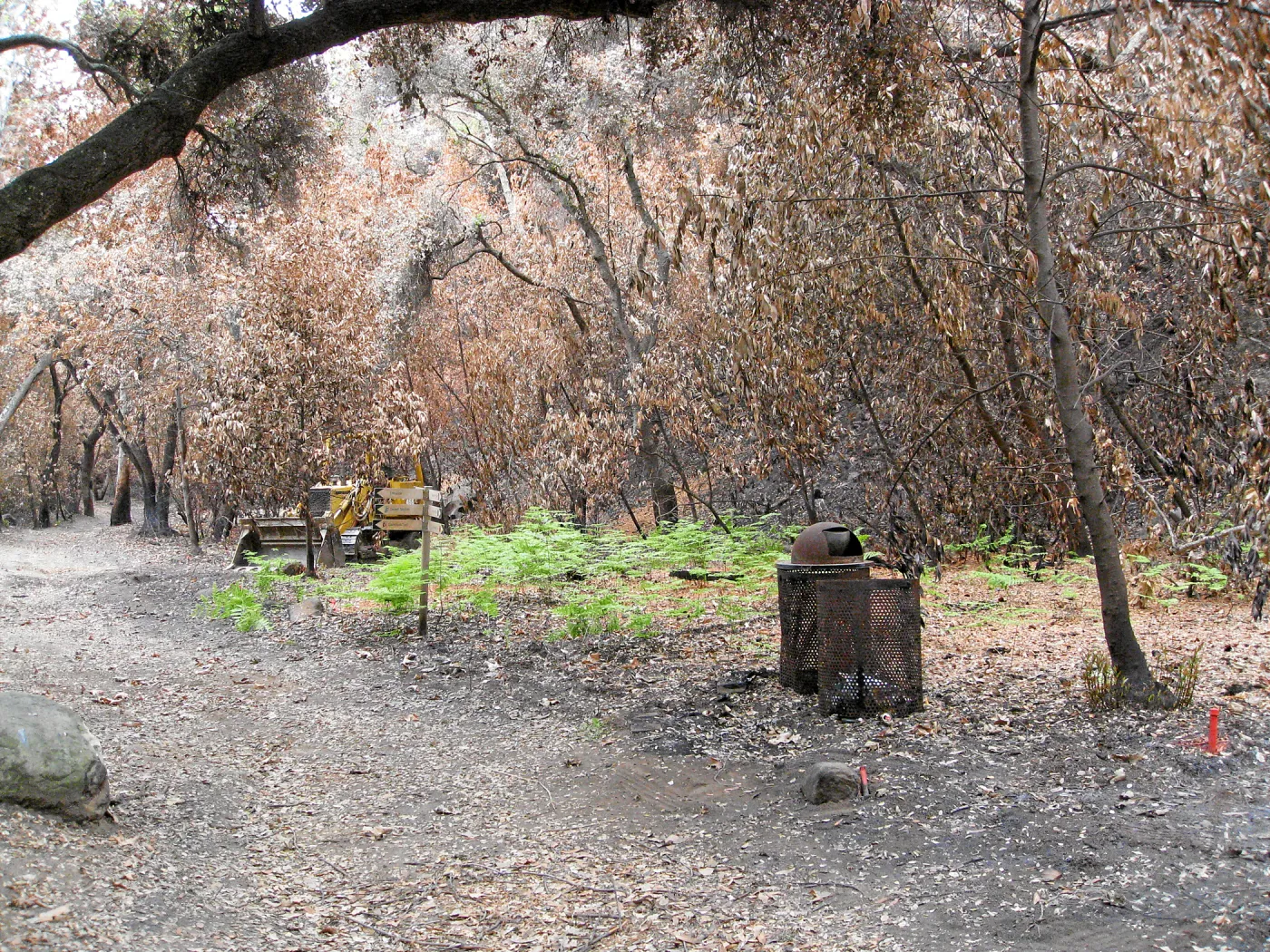 Burned vegetation along the Canyon Trail after the Jesusita Fire, June 2009