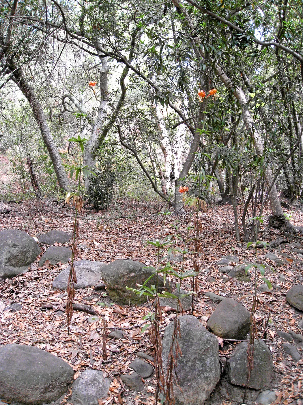 Humbolt lily blooming in Mission Canyon after the Jesusita Fire