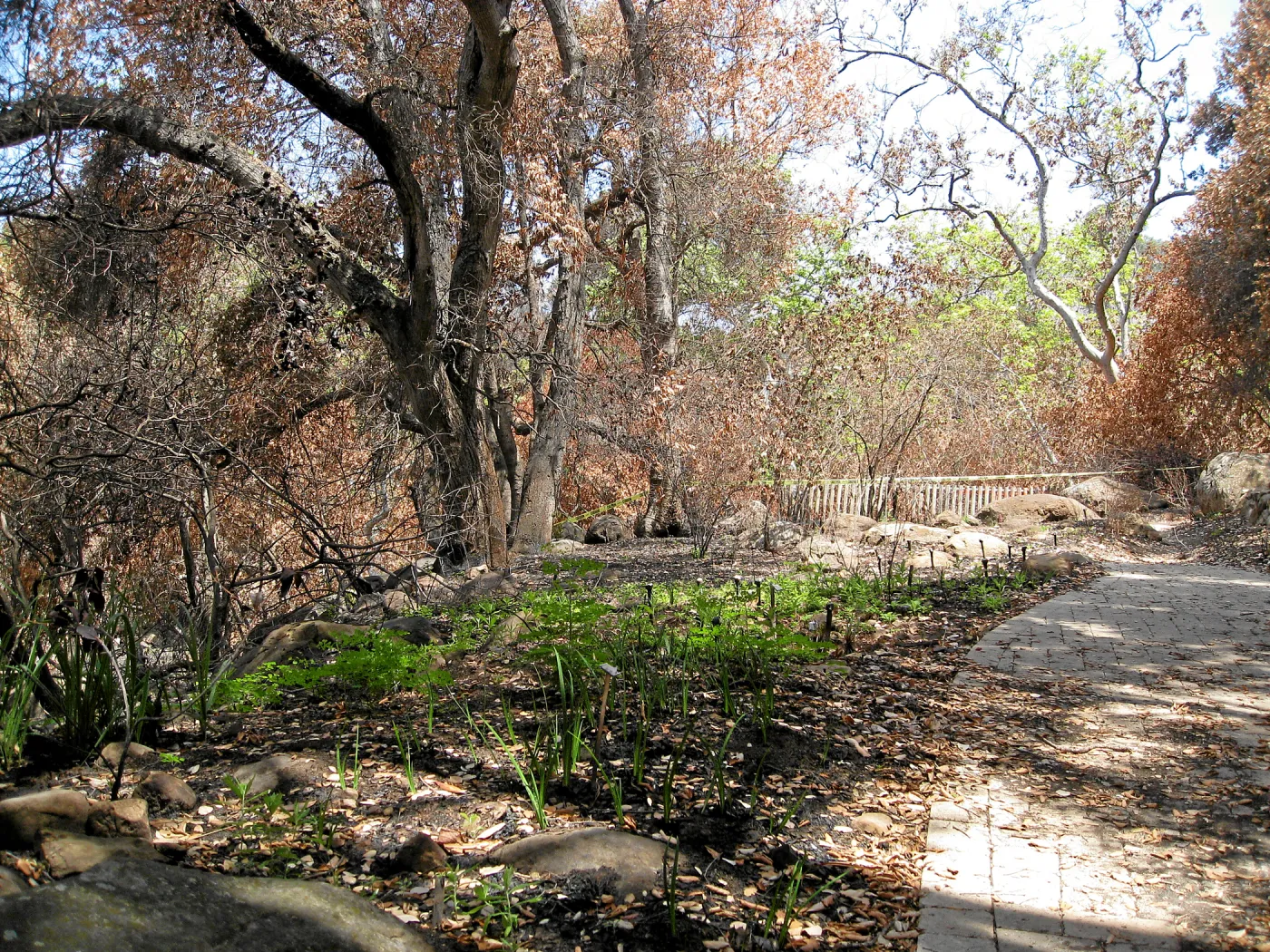 Campbell trail below picinic area after the Jesusita Fire