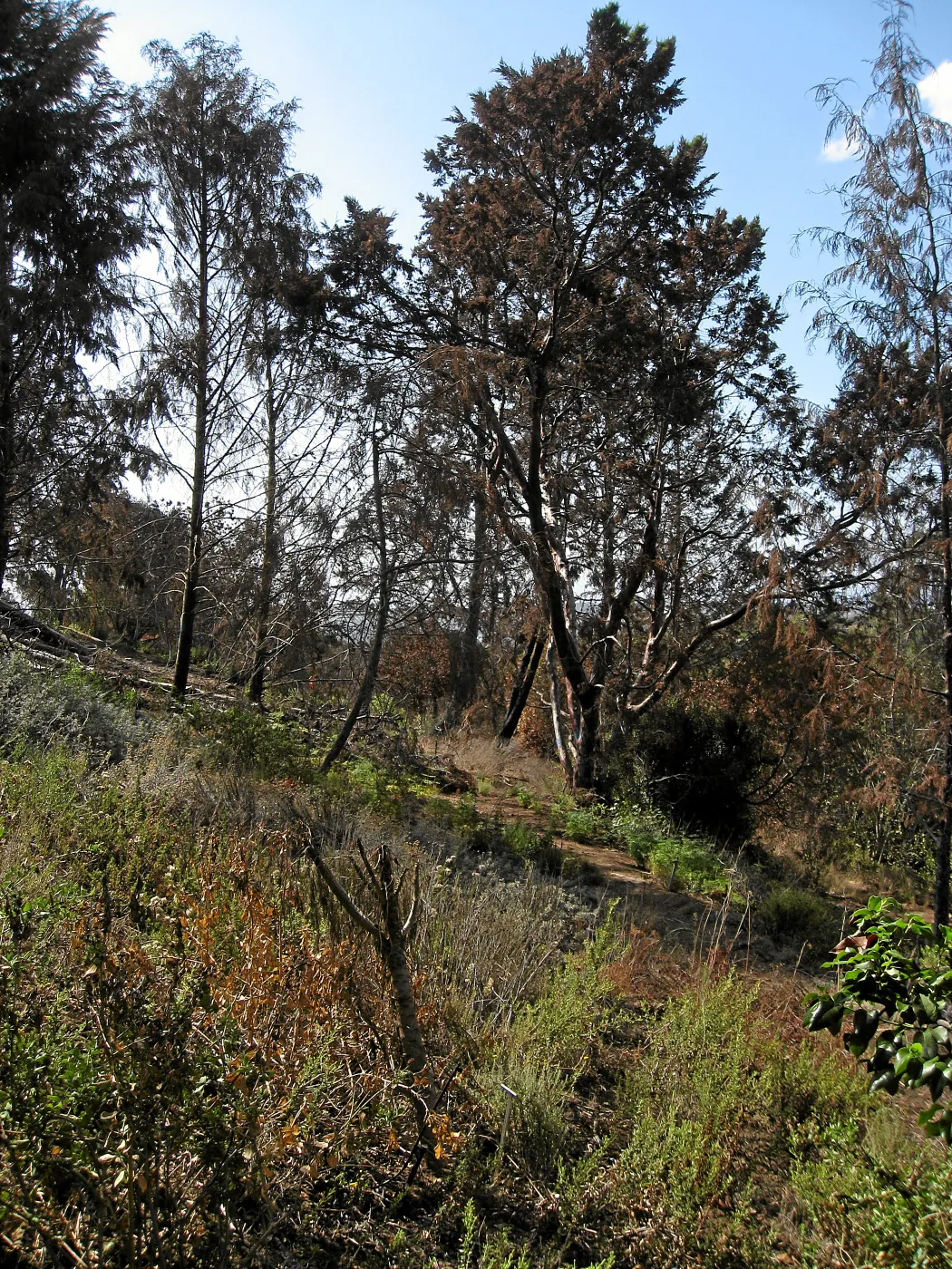Cypress Section before tree clearing after Jesusita Fire