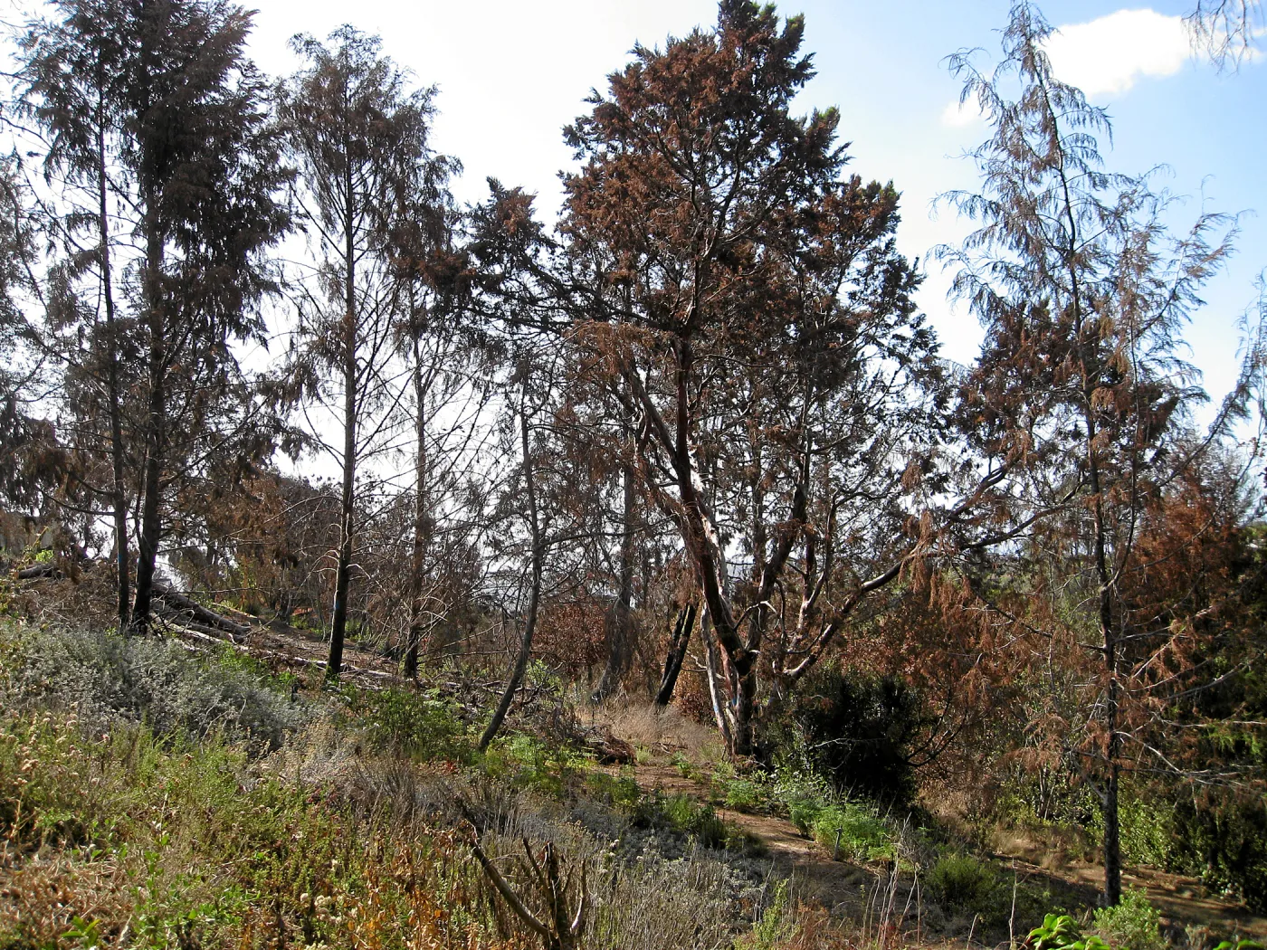 Cypress Section before tree clearing after Jesusita Fire