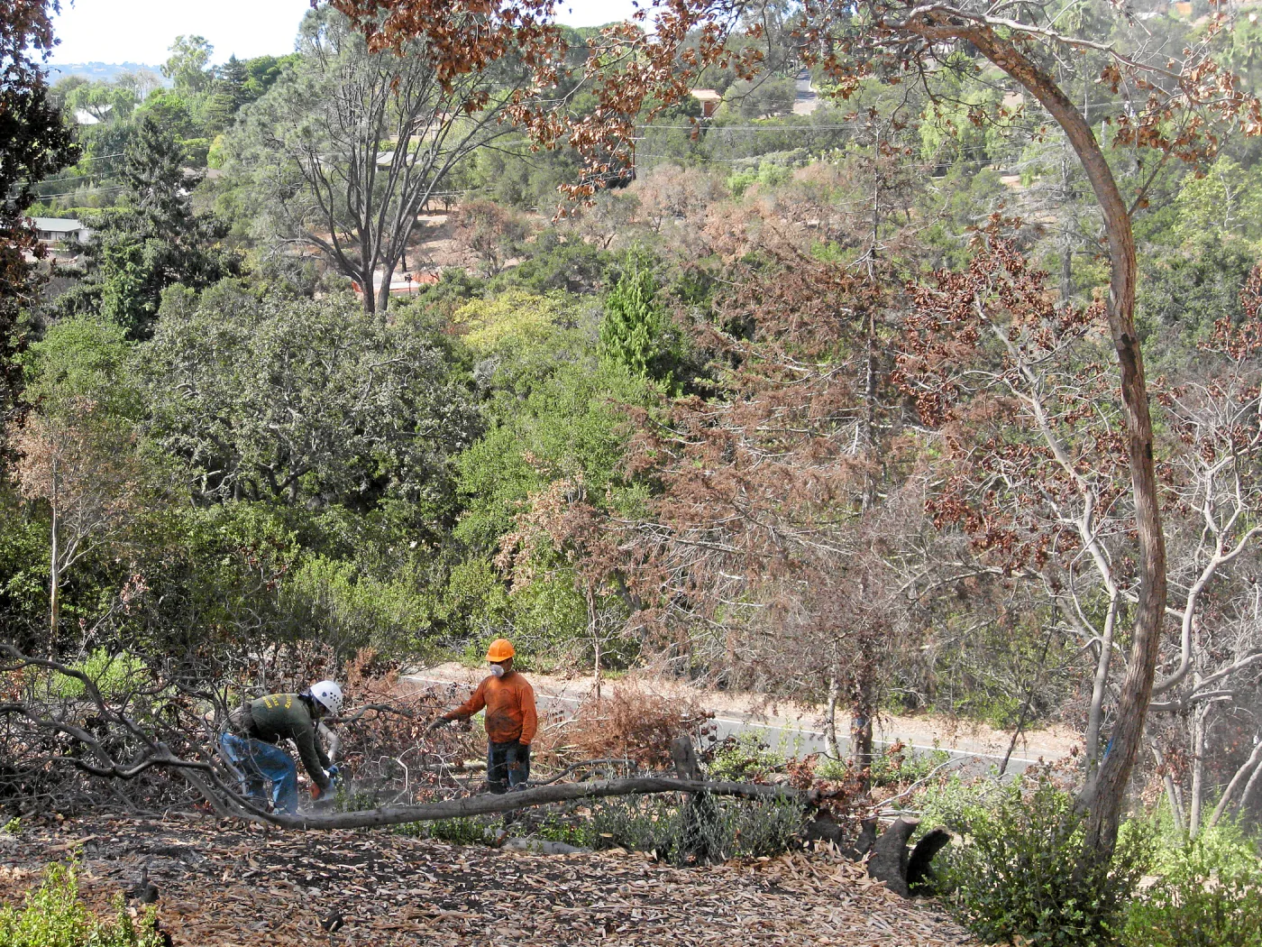 Cypress Section before tree clearing after Jesusita Fire