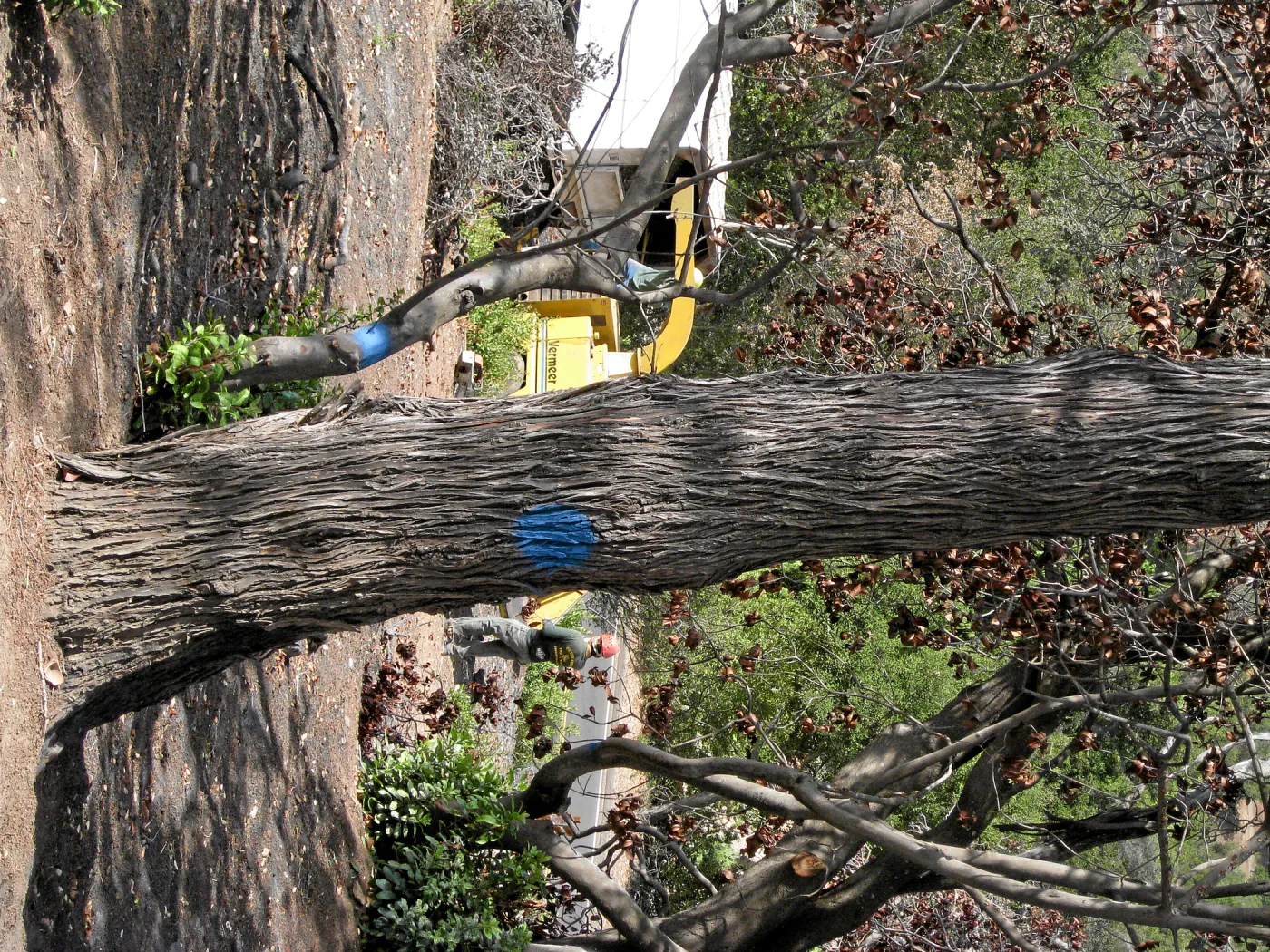 Cypress Section before tree clearing after Jesusita Fire