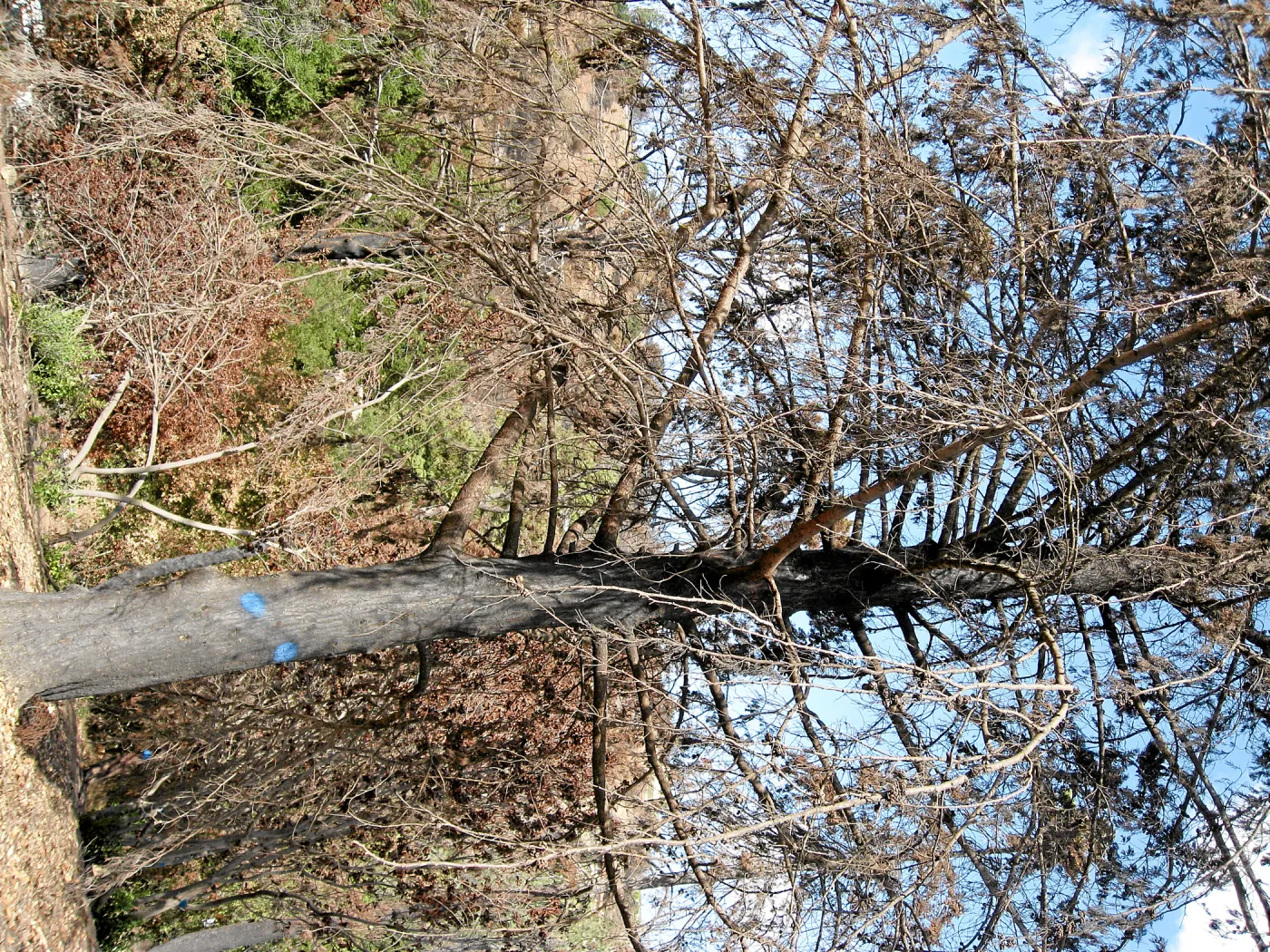 Cypress Section before tree clearing after Jesusita Fire