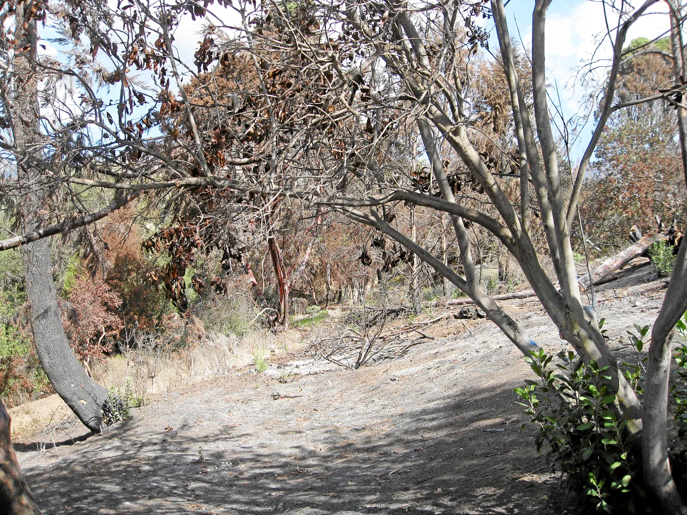 Cypress Section before tree clearing after Jesusita Fire
