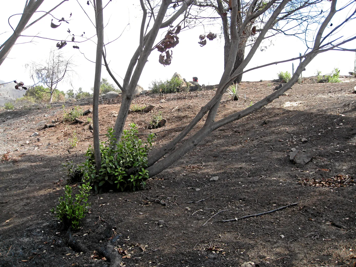 Cypress Section before tree clearing after Jesusita Fire