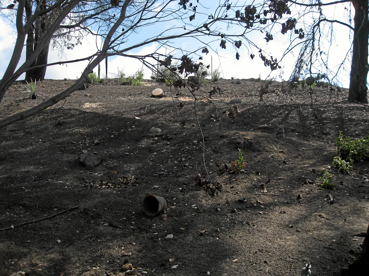 Cypress Section before tree clearing after Jesusita Fire
