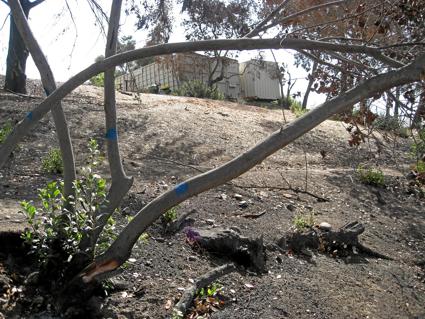 Cypress Section before tree clearing after Jesusita Fire