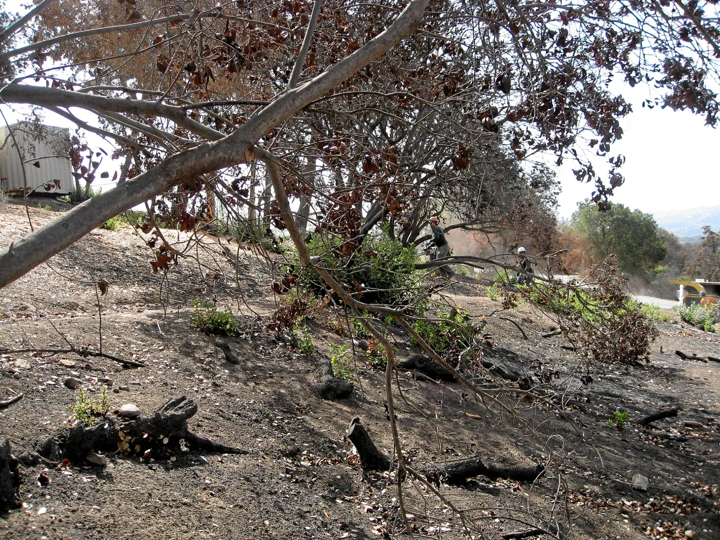 Cypress Section during tree clearing after Jesusita Fire