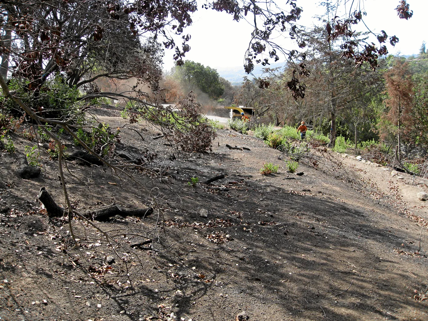 Cypress Section during tree clearing after Jesusita Fire