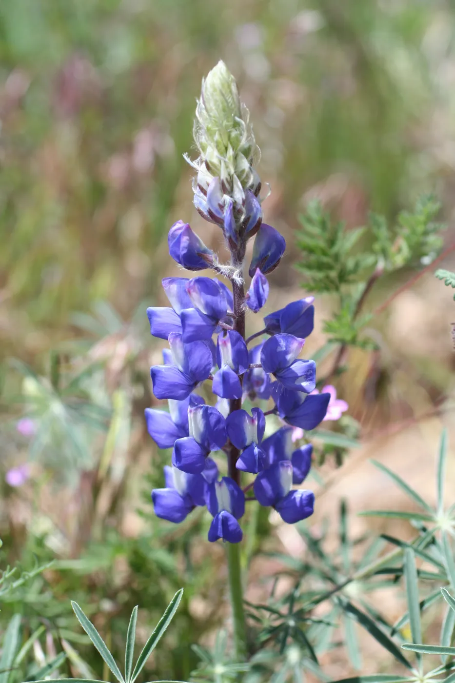 Gorman Trip (lupine)