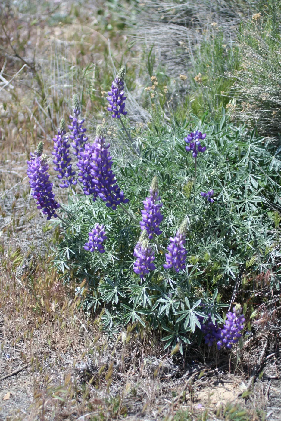 Gorman Trip (lupine)