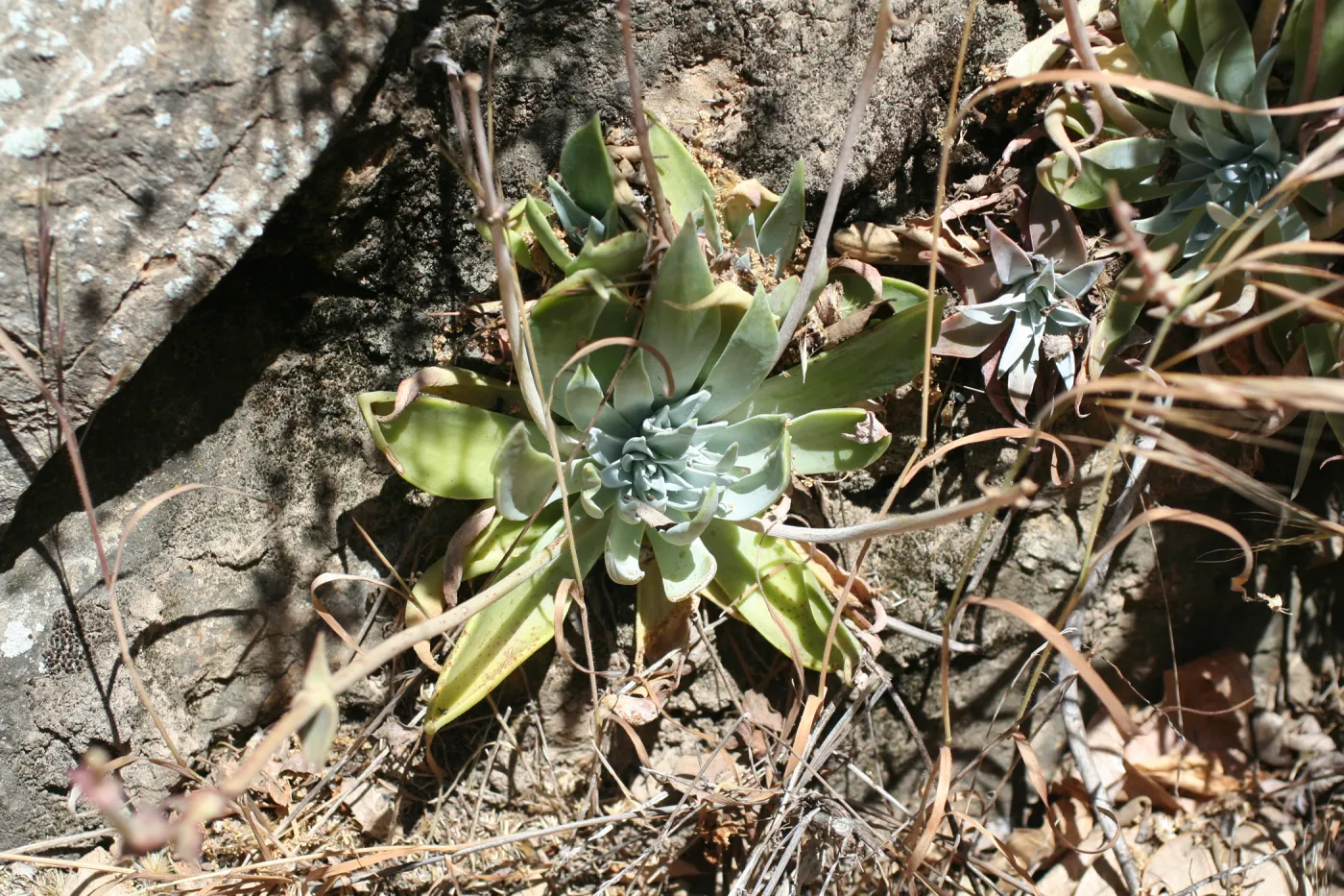 Zaca Lake liveforever (stonecrop)