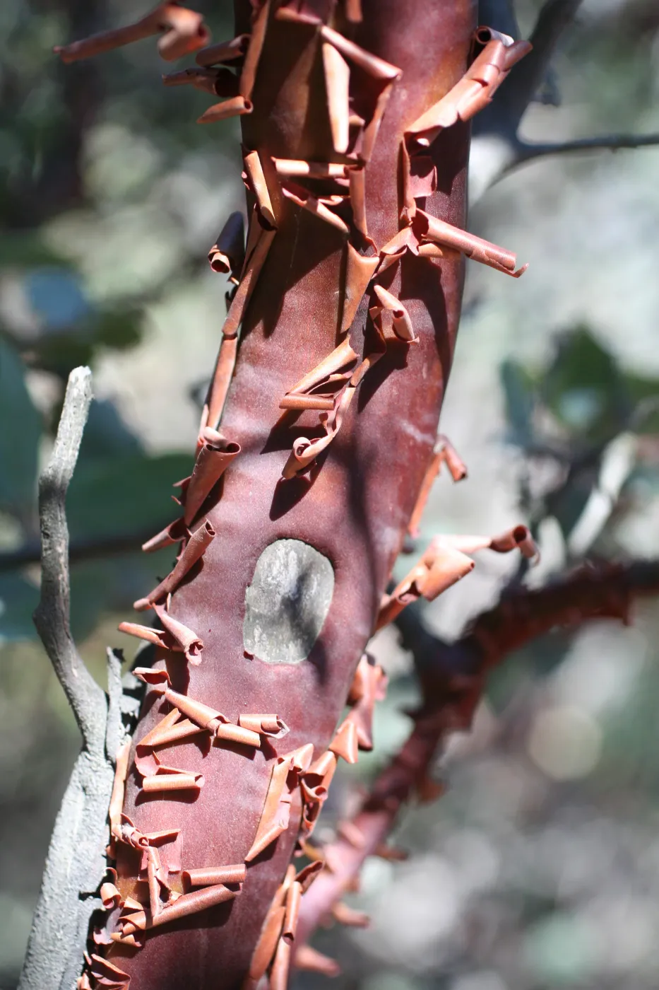 Yea 2007 (Manzanita)