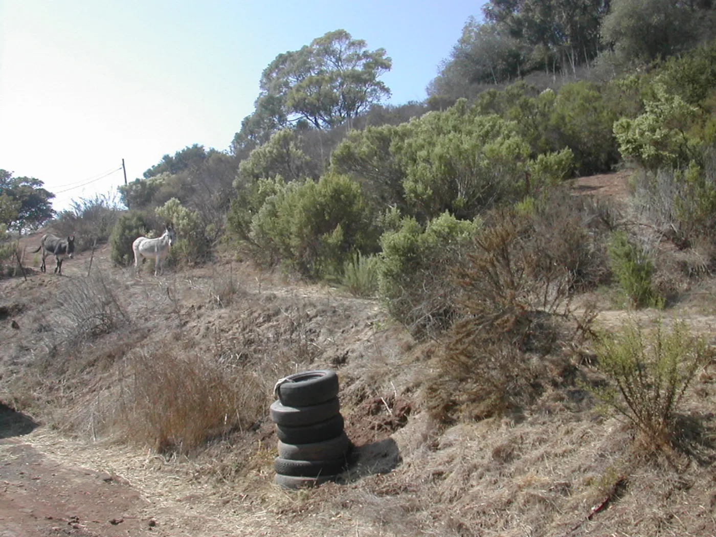 donkeys (mules), Cavalli property