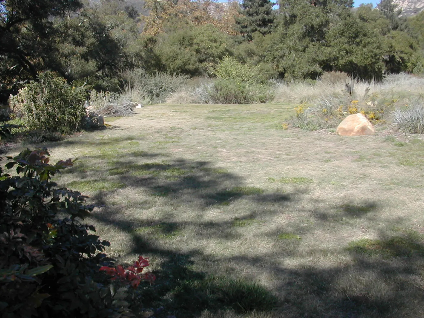 Meadow lawn (dry)