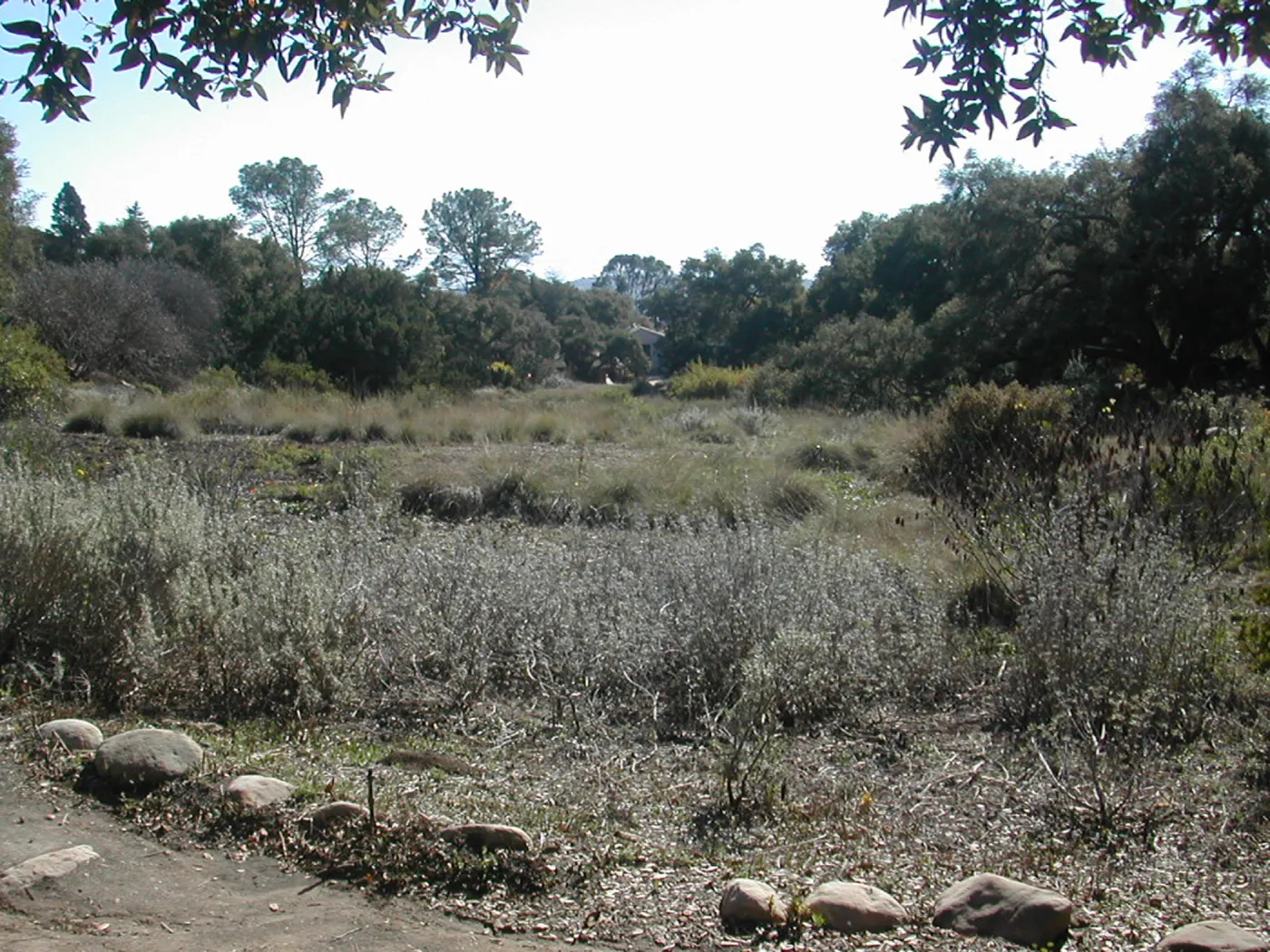 upper Meadow, view down to Blaksley Library