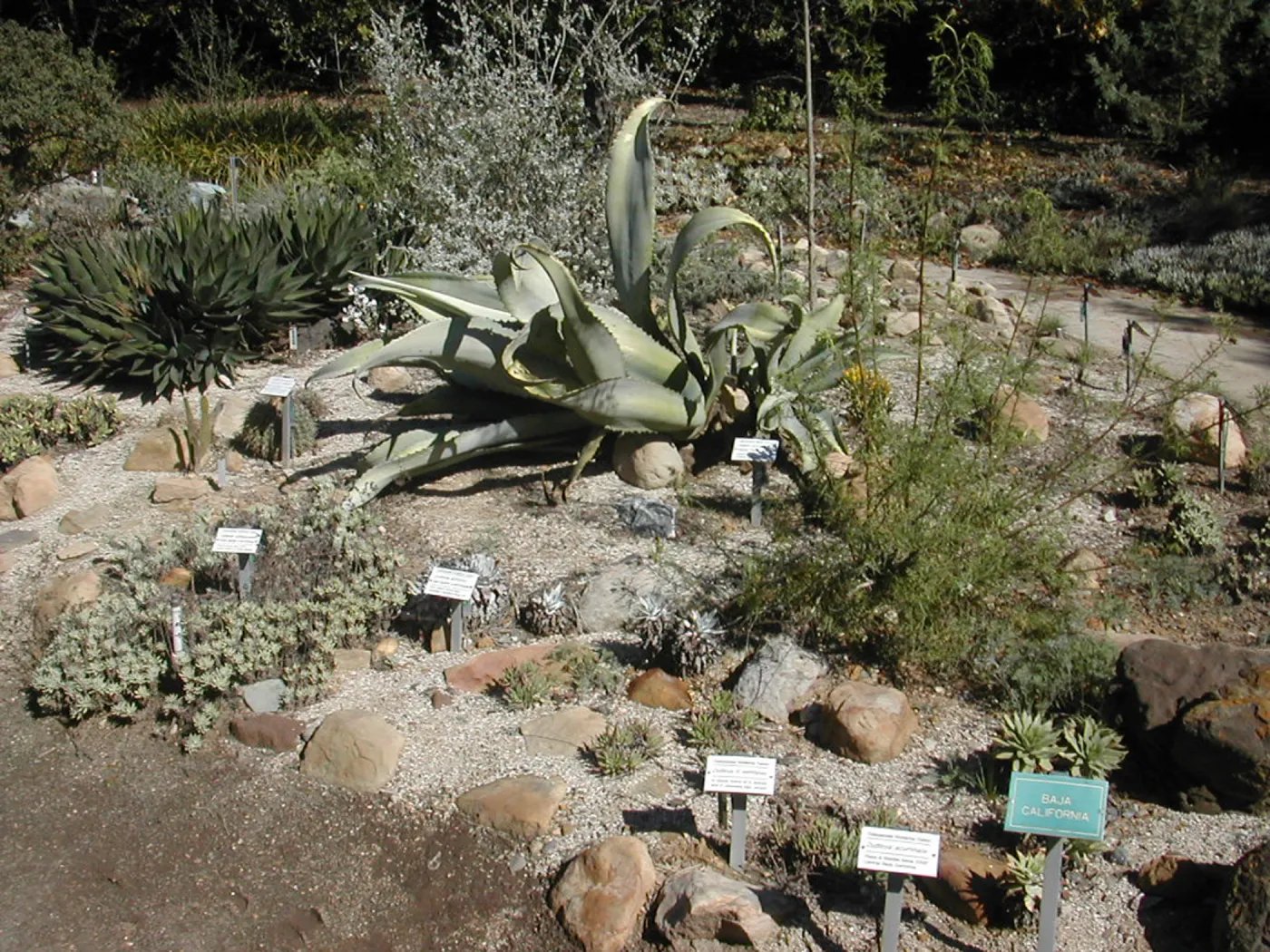 Agave sobria in Dudleya display