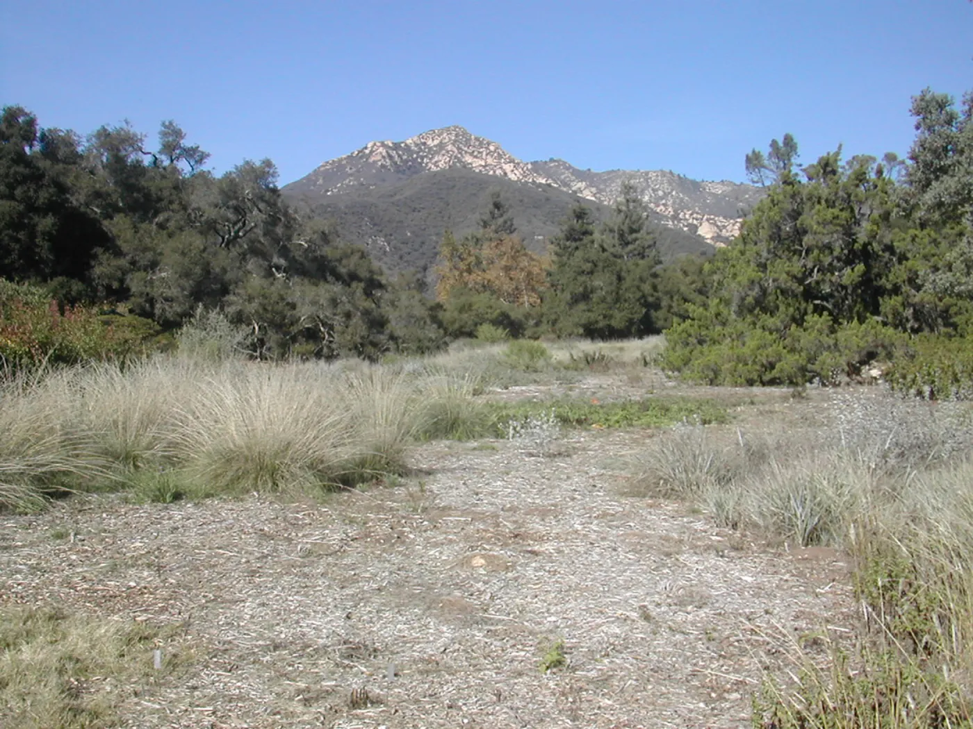 Meadow view to the mountains