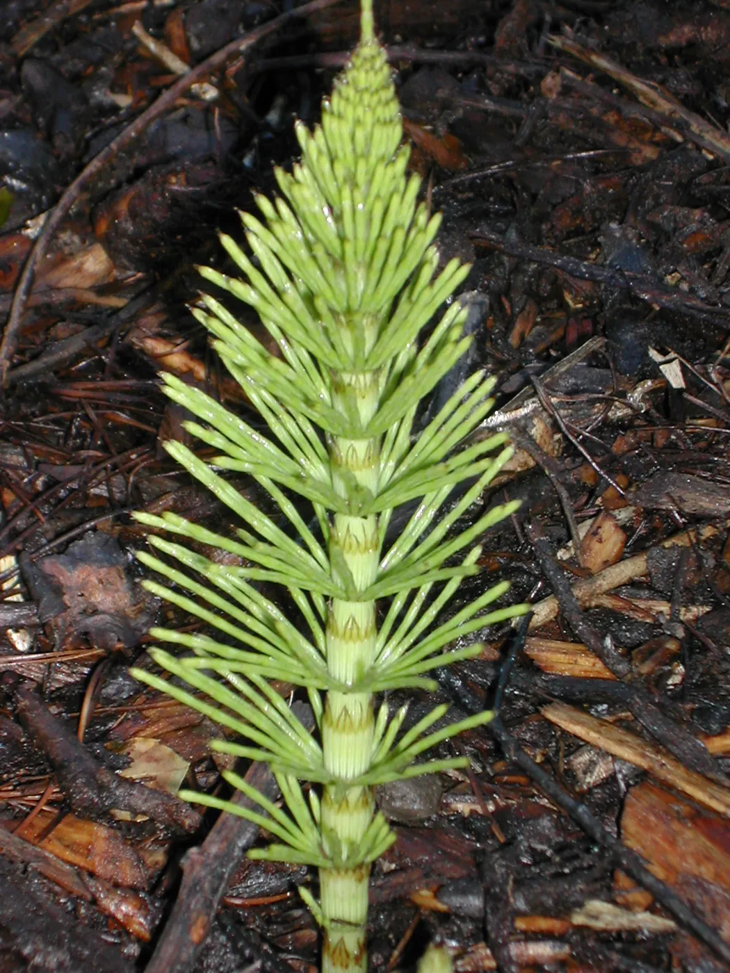 Equisetum