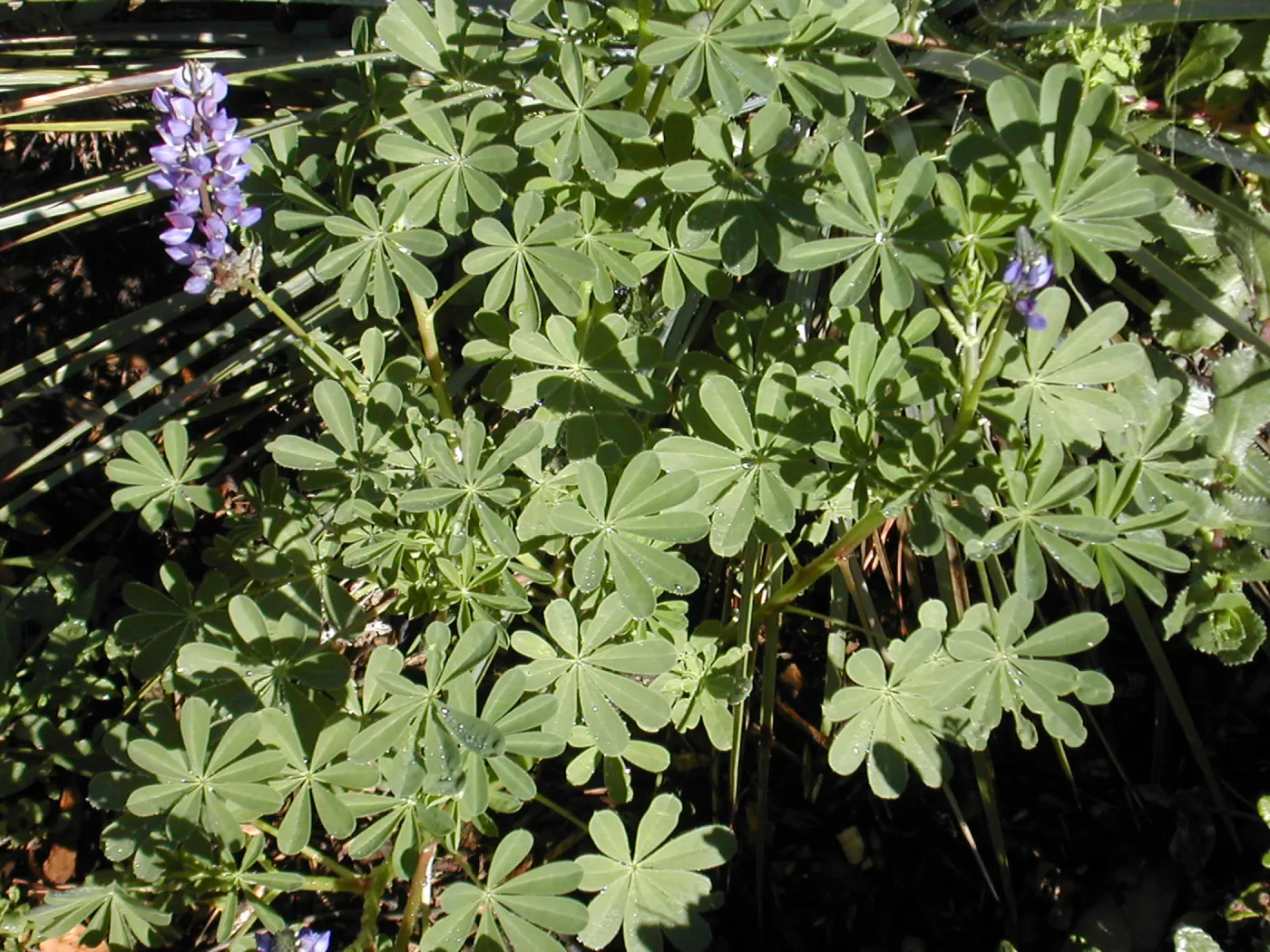 Lupinus (lupine)