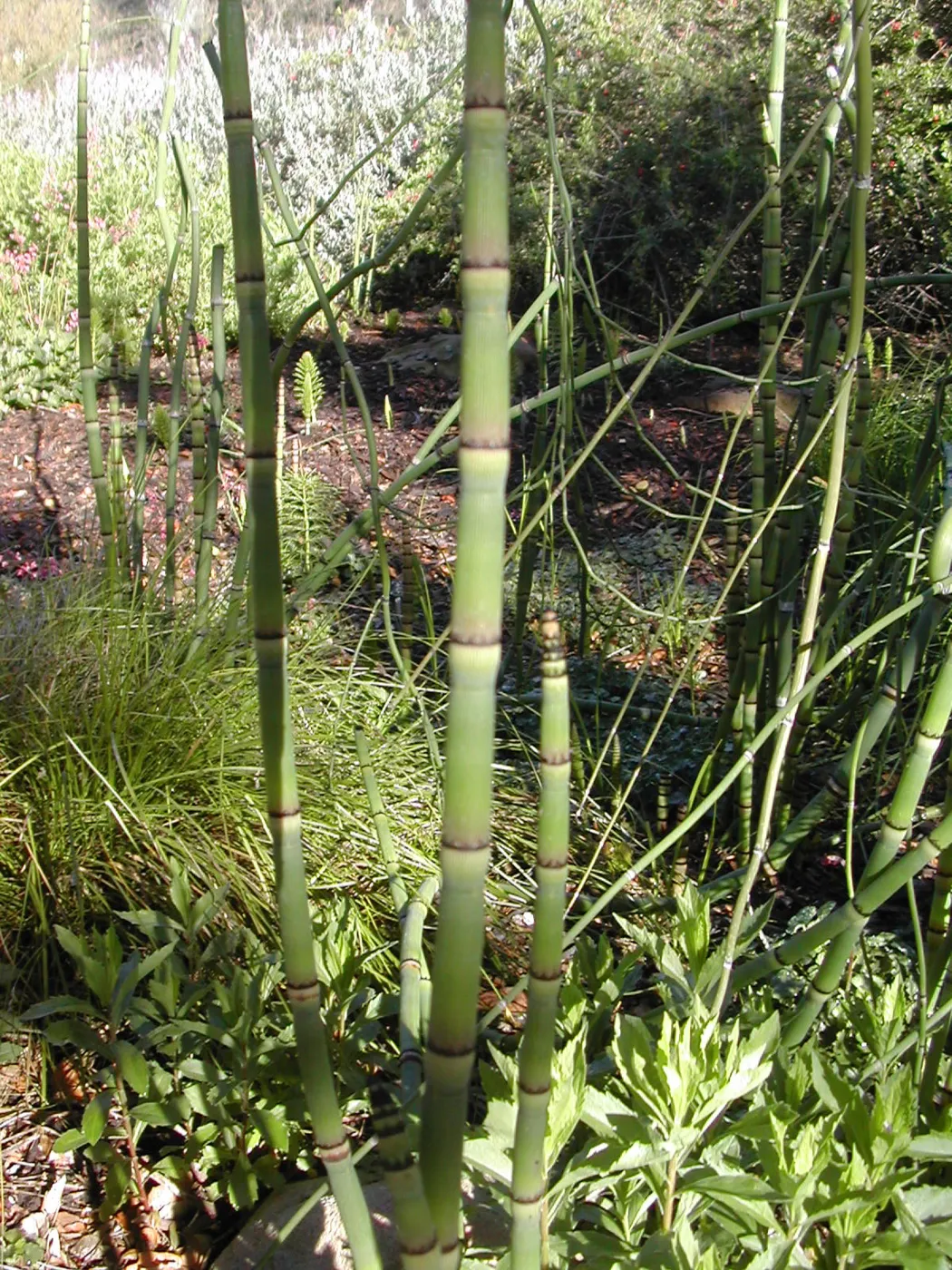 Equisetum