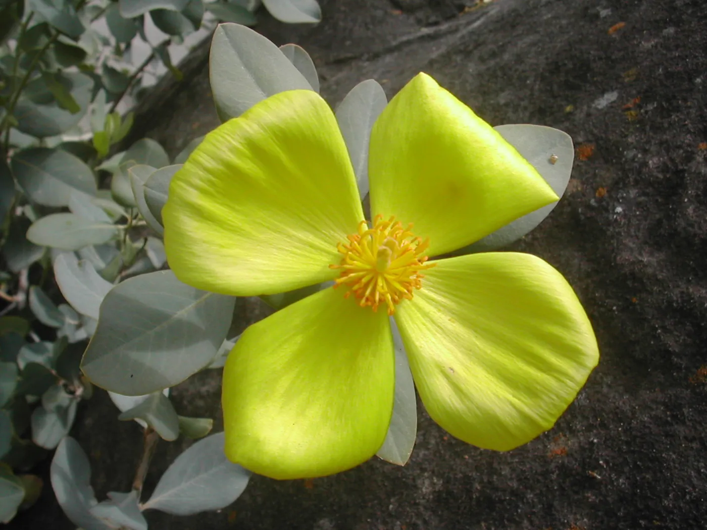 Dendromecon rigida harfordii flower
