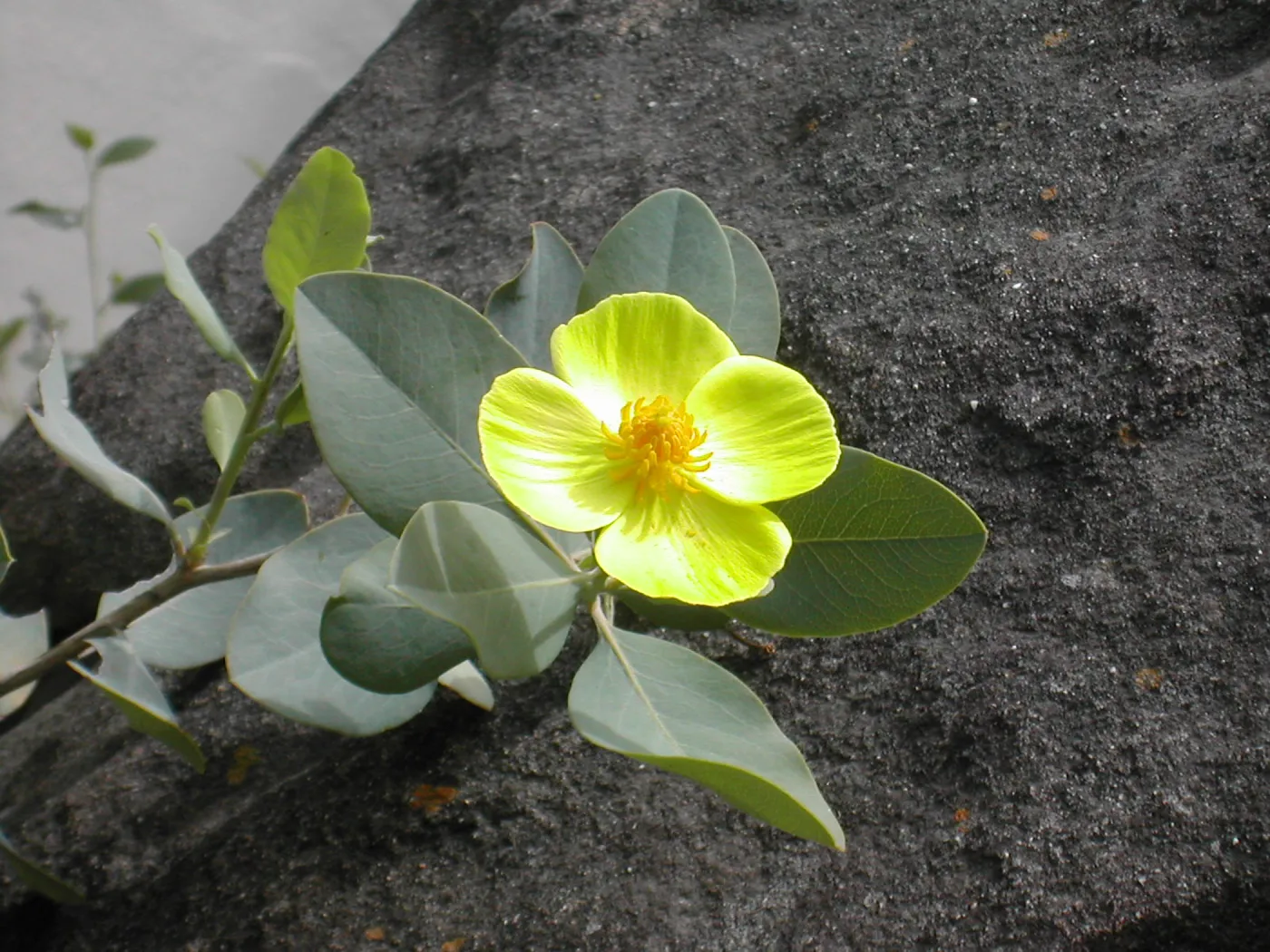 Dendromecon rigida harfordii flower