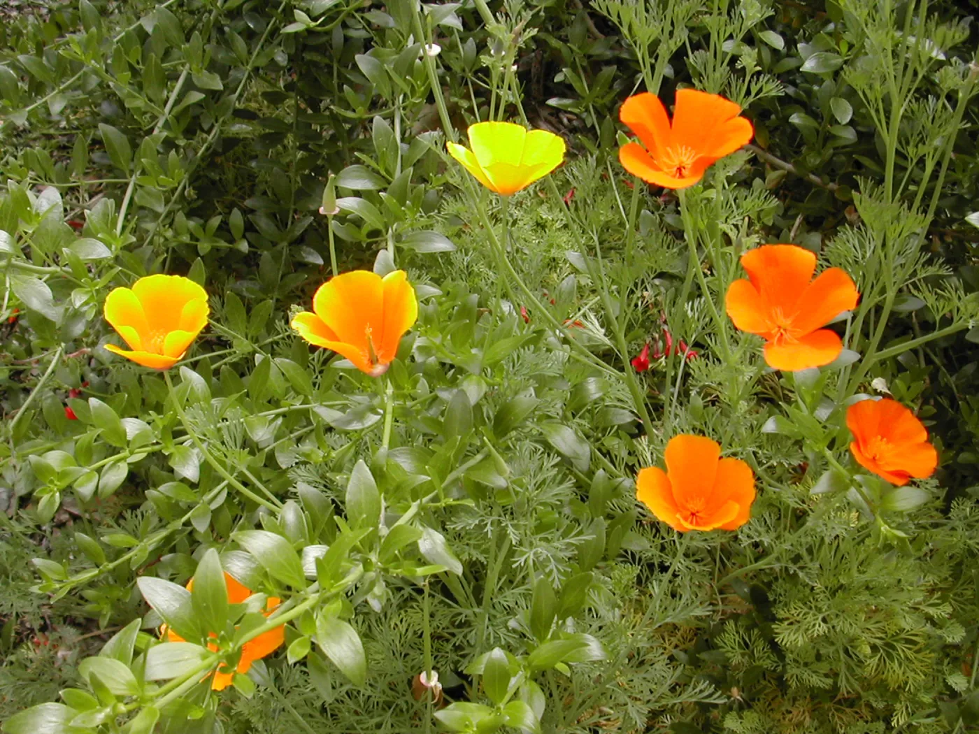 Poppies
