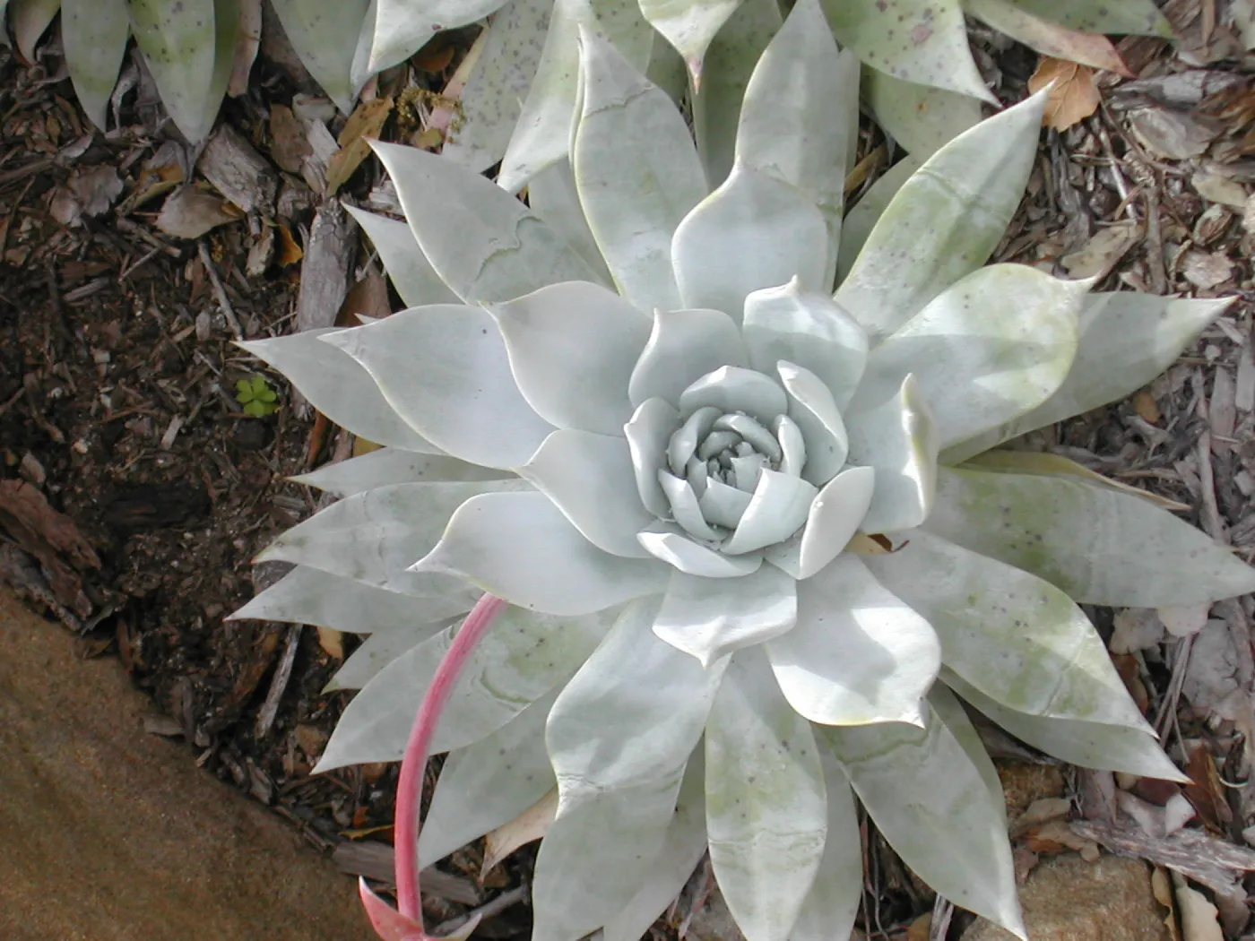 Dudleya brittonii