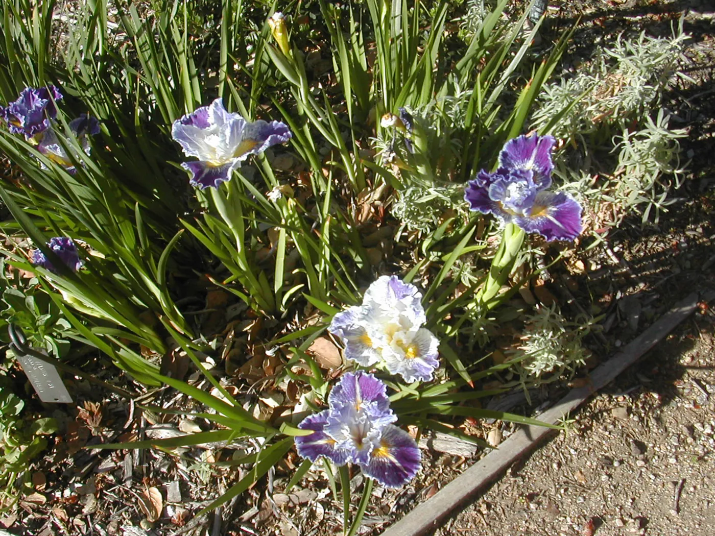 Iris 'Idyllwild'