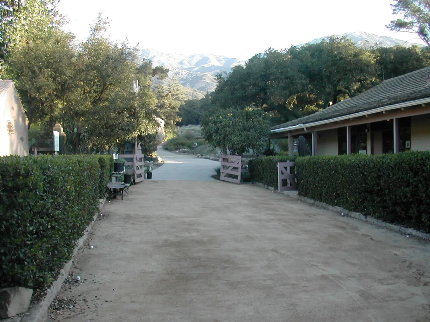 Courtyard of decomposed granite, Rhus hedge