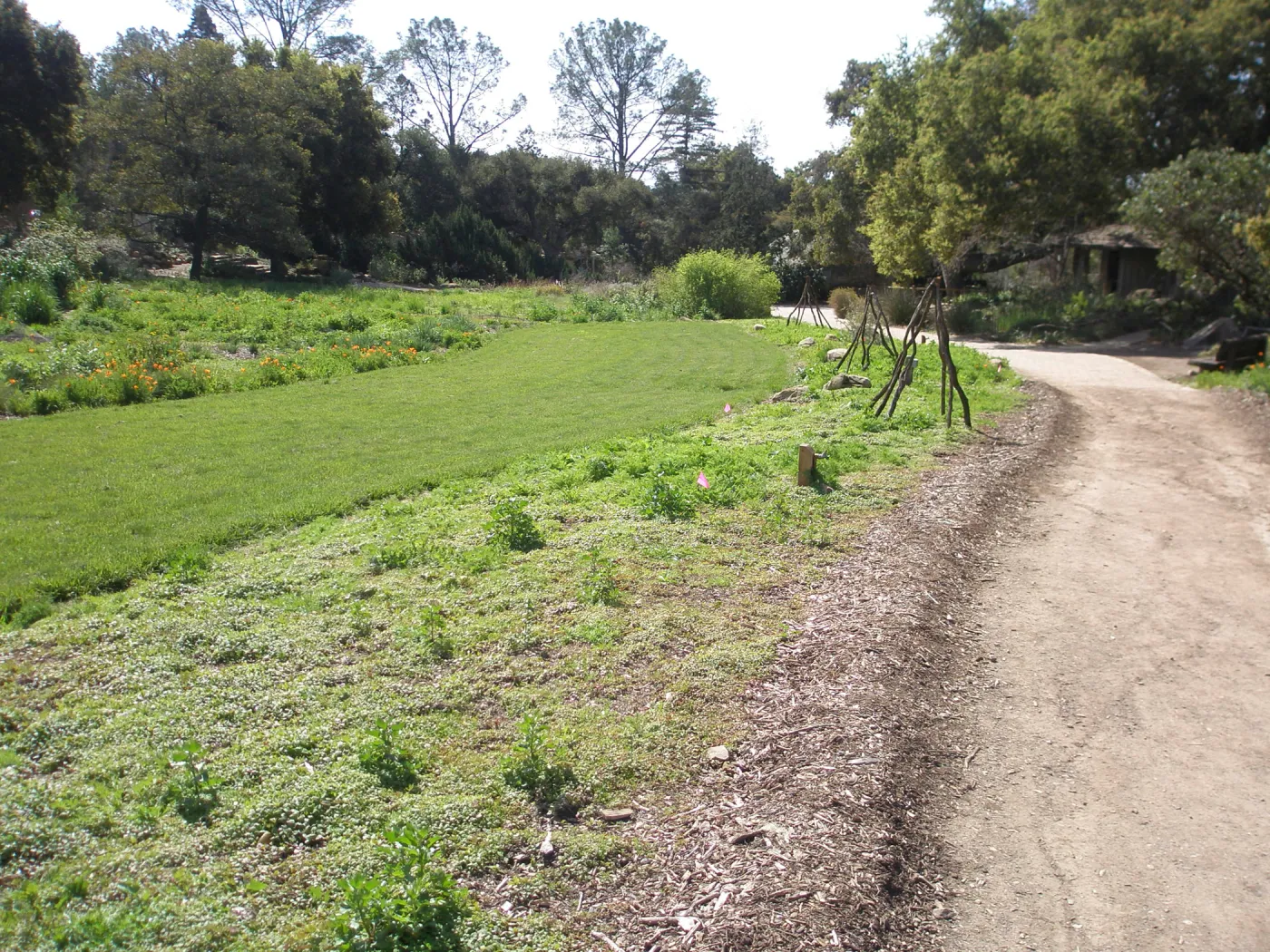 Meadow with lawn