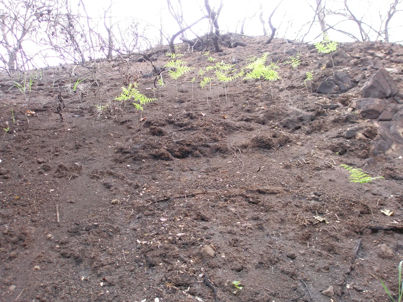 Pritchett Trail after the Jesusita Fire