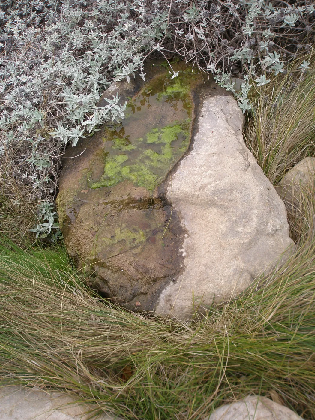 seep stone, Discovery Garden